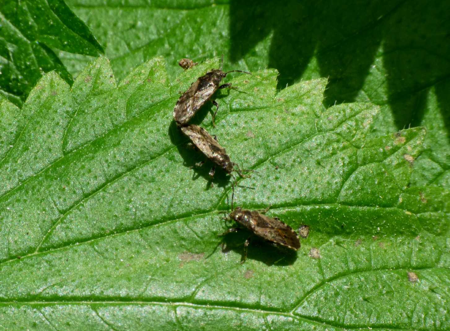 Piccoli eterotteri su ortica